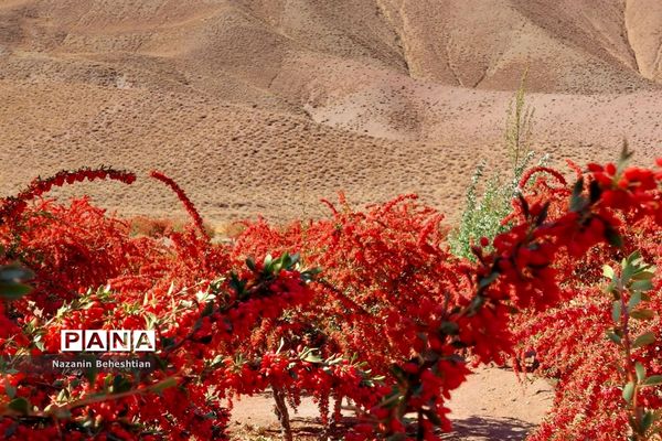 به بار نشستن نهال‌های زرشک در شهرستان زیرکوه استان خراسان جنوبی