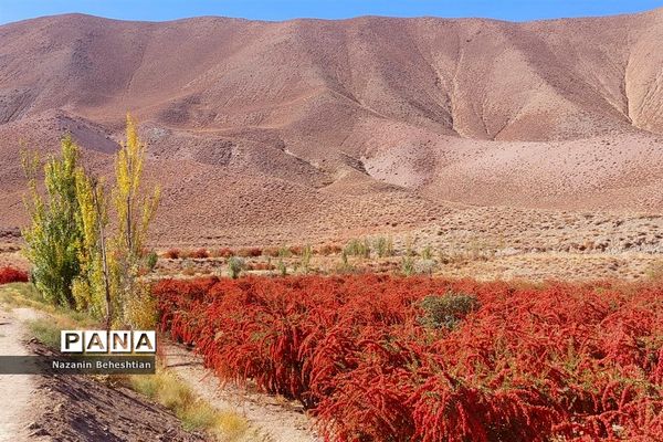 به بار نشستن نهال‌های زرشک در شهرستان زیرکوه استان خراسان جنوبی