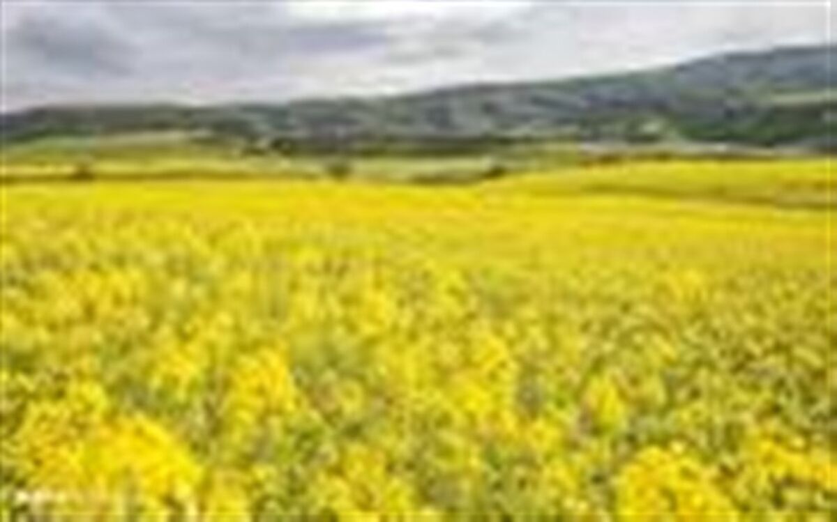 توسعه کشت دانه روغنی کلزا در شهرستان نیشابور
