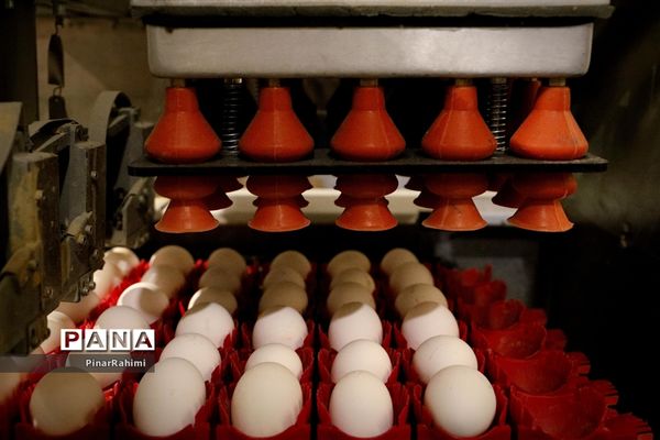 از تولید تا فرآوری تخم مرغ