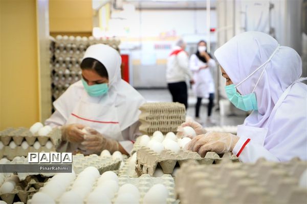 از تولید تا فرآوری تخم مرغ