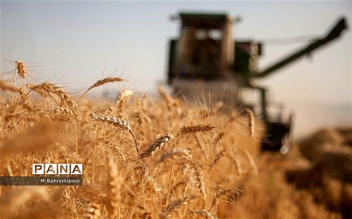 سطح زیر کشت گندم‌زار‌های کهگیلویه و بویراحمد ۹۷هزار هکتار است