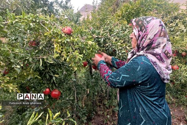 سومین دوره جشنواره انار در پاکدشت