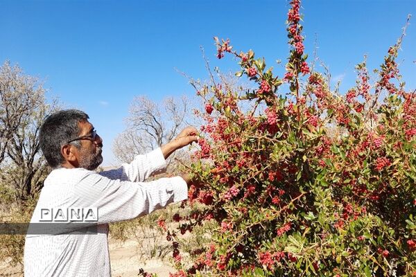 برداشت یاقوت سرخ در روستای بیژائم استان خراسان جنوبی