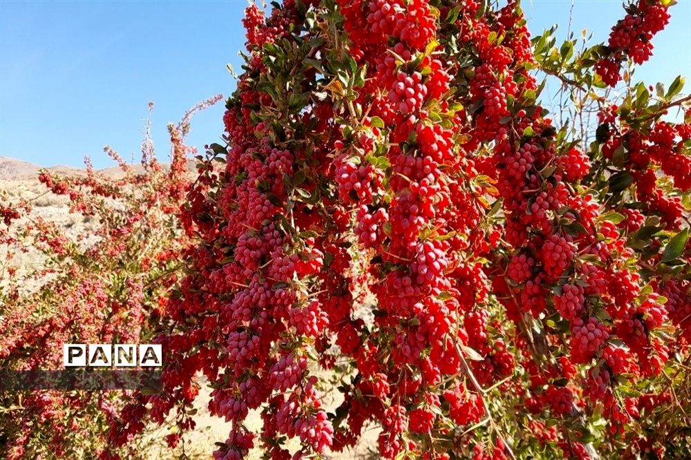 برداشت یاقوت سرخ در روستای بیژائم استان خراسان جنوبی