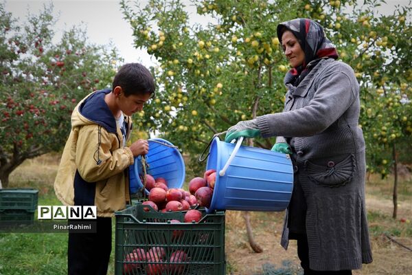برگزاری جشنواره سیب مراغه