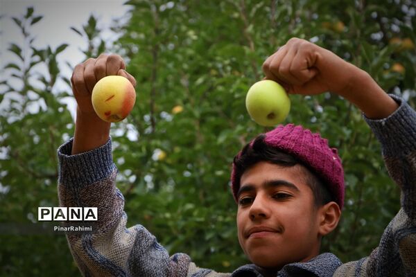 برگزاری جشنواره سیب مراغه