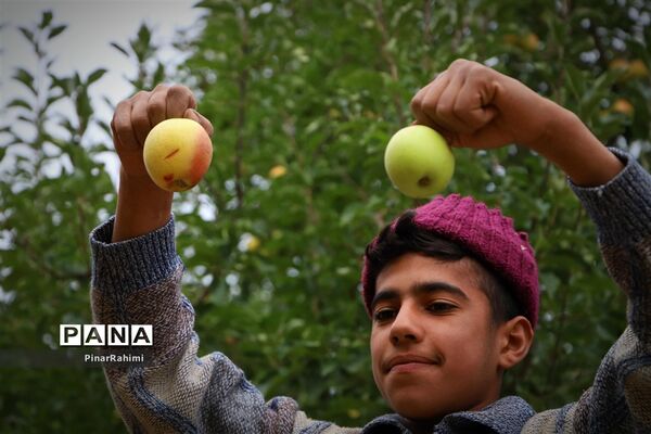 برگزاری جشنواره سیب مراغه