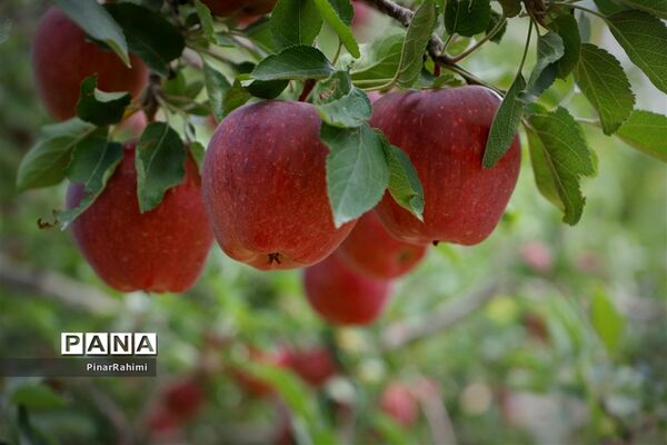 برگزاری جشنواره سیب مراغه