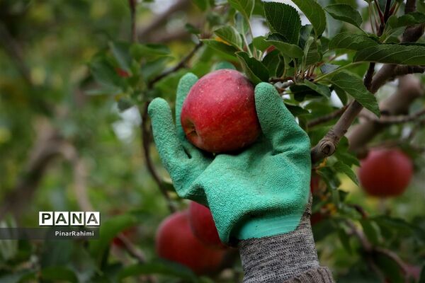 برگزاری جشنواره سیب مراغه