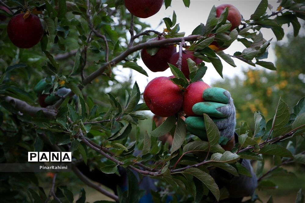 برگزاری جشنواره سیب مراغه