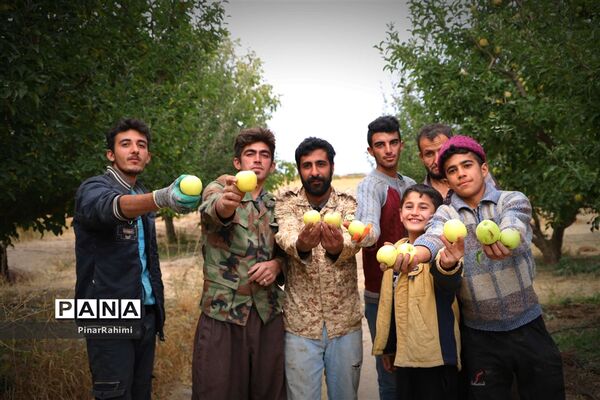برگزاری جشنواره سیب مراغه