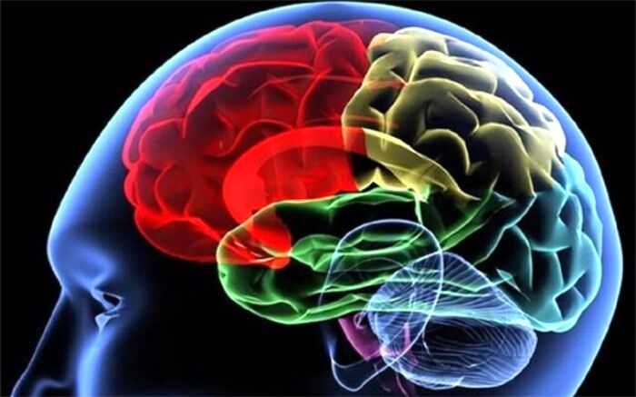 عملکرد مغز با  برداشتن نیمی از آن چه می‌شود؟