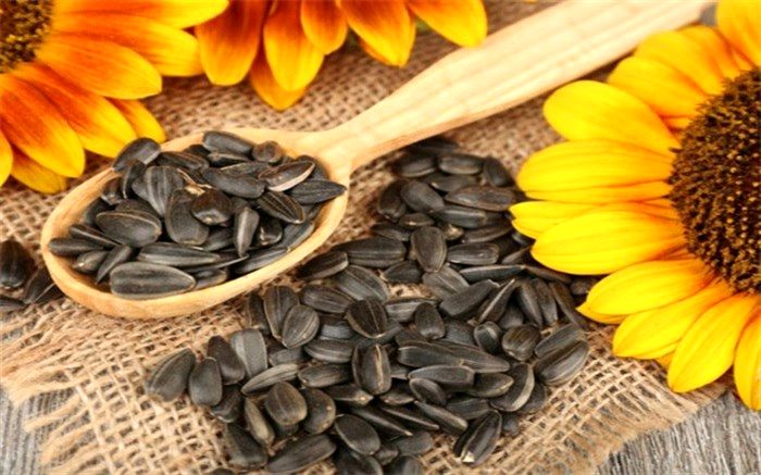 فواید تخمه آفتابگردان برای قلب، کبد و درمان عفونت‌ها