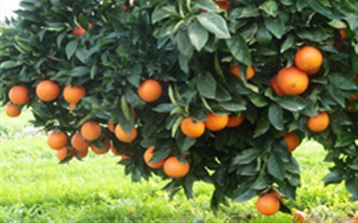چرا باید مرکبات را زیاد مصرف کنیم