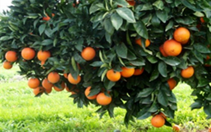 چرا باید مرکبات را زیاد مصرف کنیم