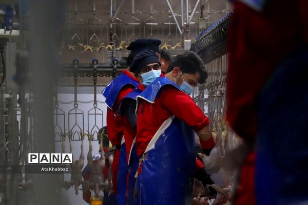 کشتارگاه مرغ مرند