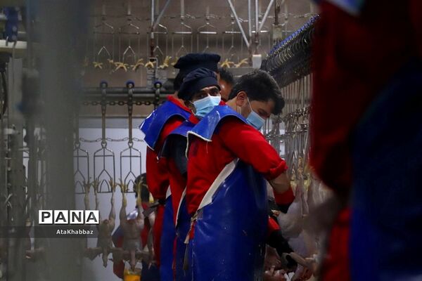 کشتارگاه مرغ مرند