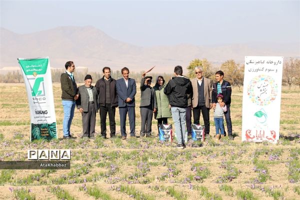 برداشت زعفران در مرند