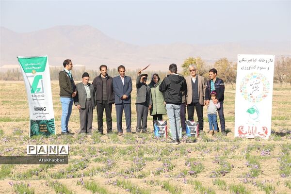 برداشت زعفران در مرند