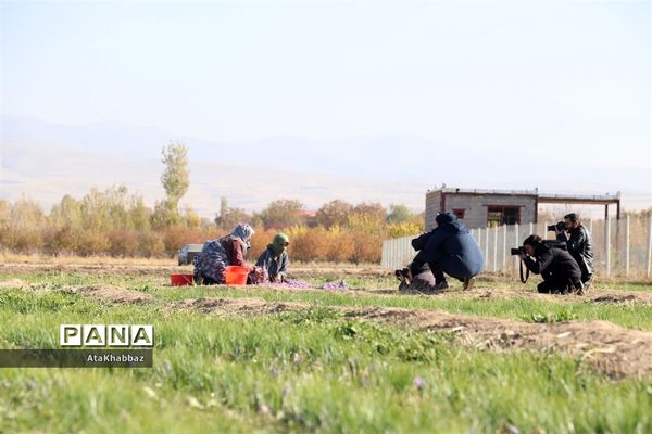 برداشت زعفران در مرند