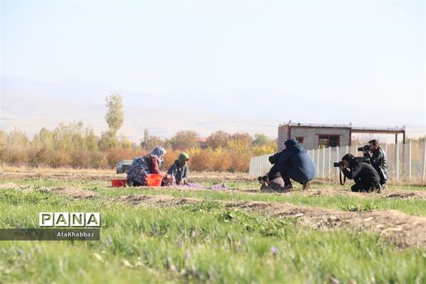 برداشت زعفران در مرند