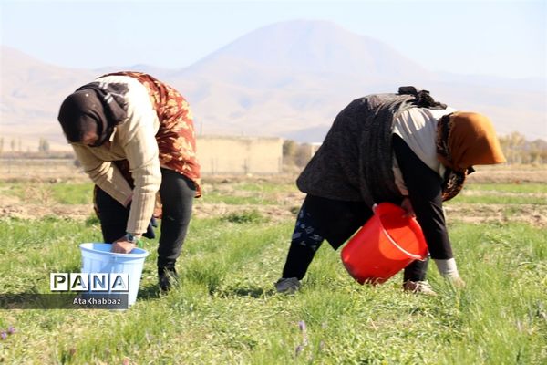 برداشت زعفران در مرند