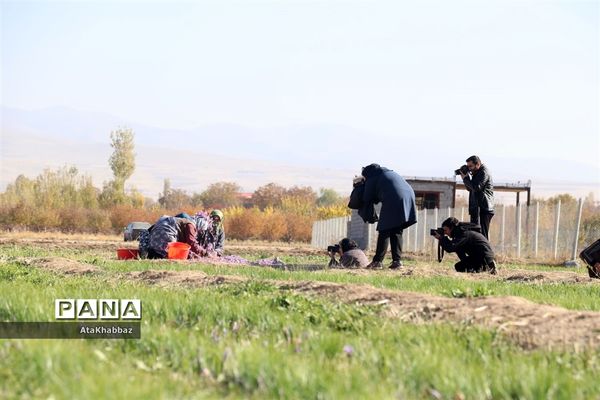 برداشت زعفران در مرند