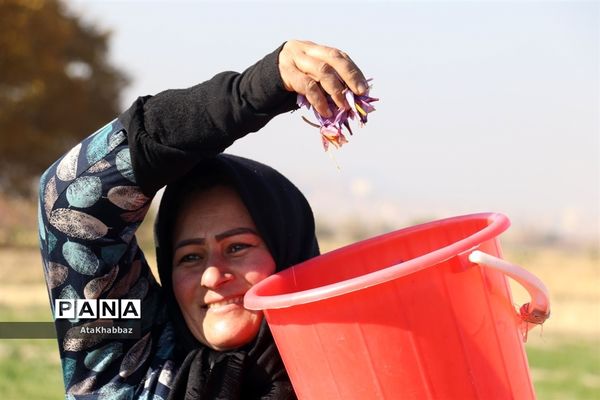 برداشت زعفران در مرند