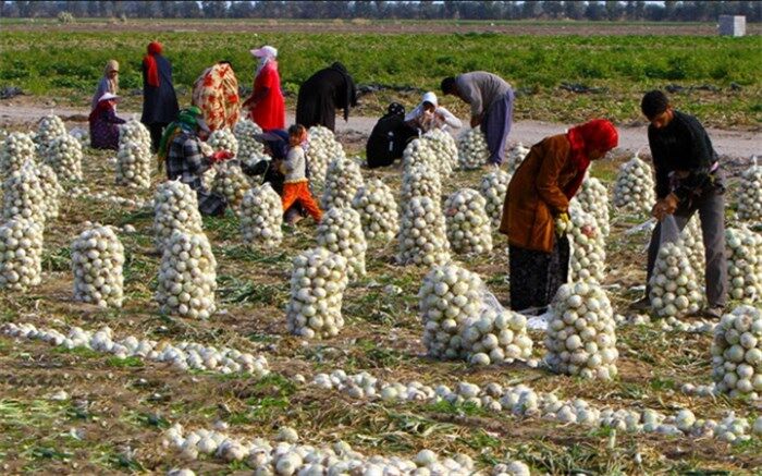 ثبت درخواست رسمی متقاضیان اجرای کشت قراردادی آغاز شد