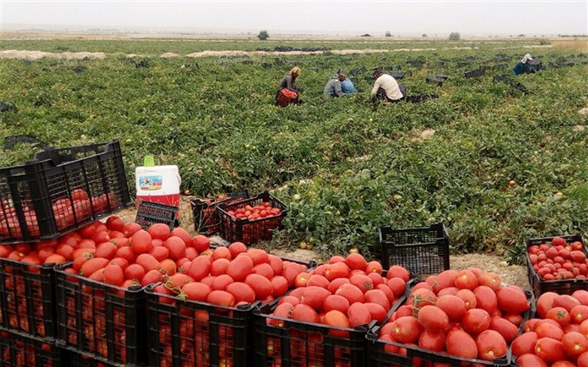 گوجه فرنگی استان بوشهر روانه میدان‌های تهران می‌شود