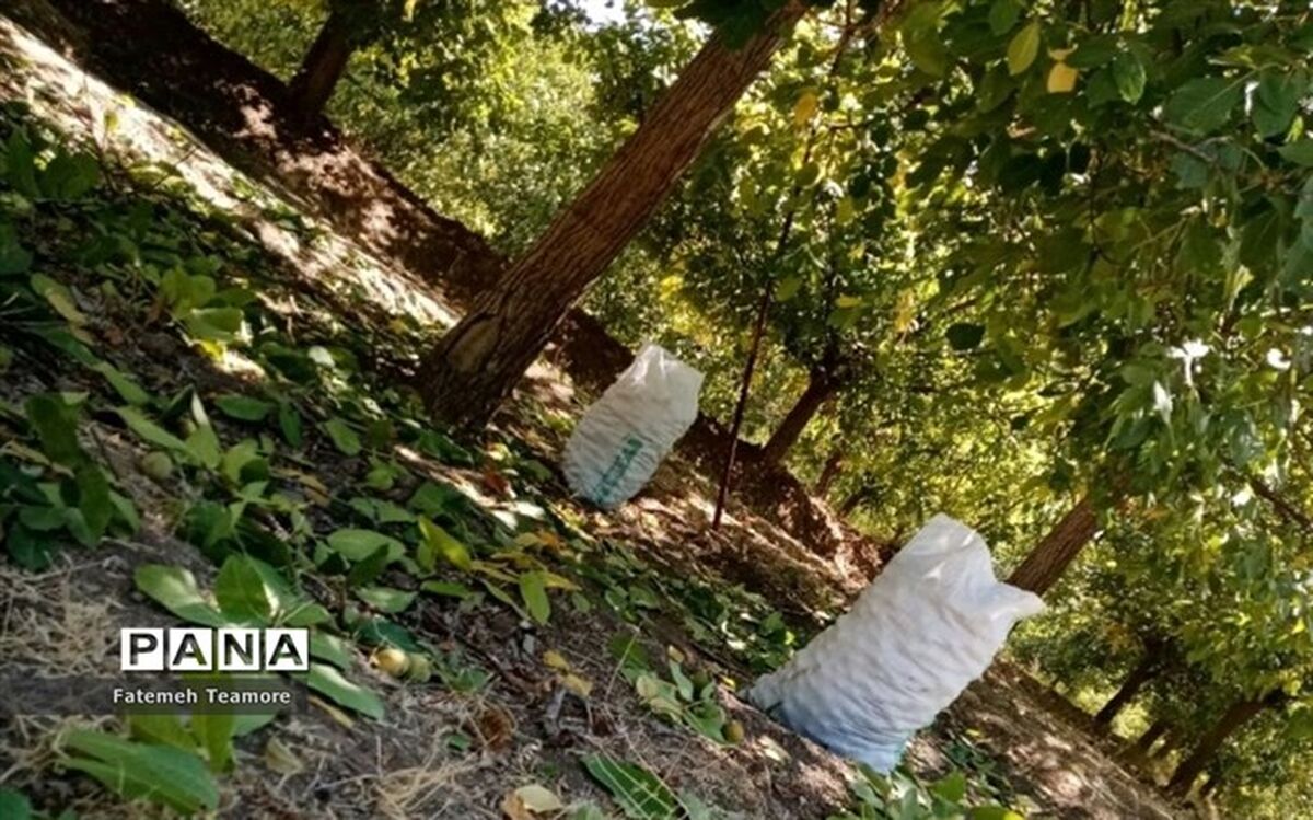 بهترین روش خشک‌کردن گردوی تازه