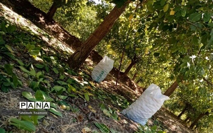 بهترین روش خشک‌کردن گردوی تازه