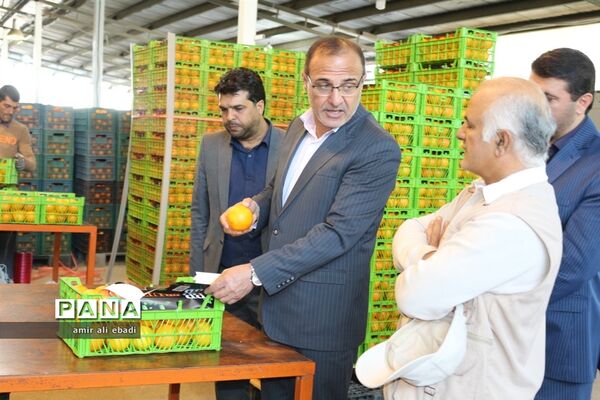 بازدید از واحدهای بسته‌بندی و صادرات مرکبات در میاندورود
