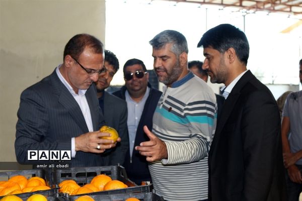 بازدید از واحدهای بسته‌بندی و صادرات مرکبات در میاندورود