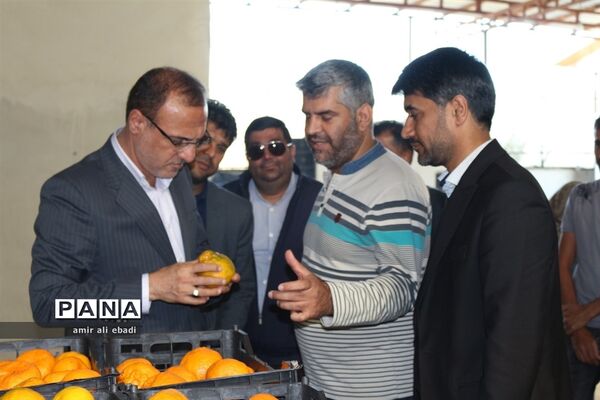 بازدید از واحدهای بسته‌بندی و صادرات مرکبات در میاندورود