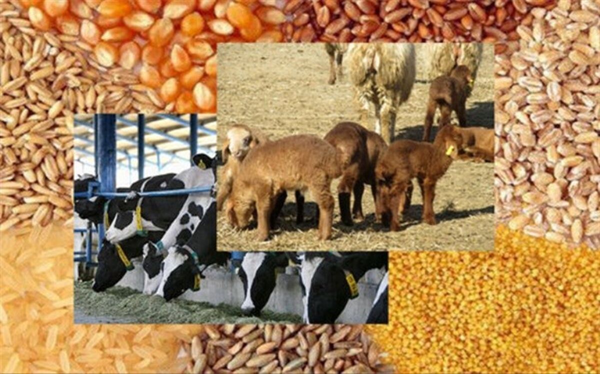 جزییاتی از آمار واردات نهاده های دامی در ۱۱ ماهه ۱۴۰۱