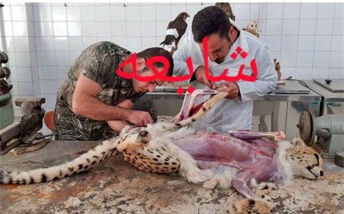 تصویر منتشر شده از پوست‌کنی یوز مربوط به پیروز است؟