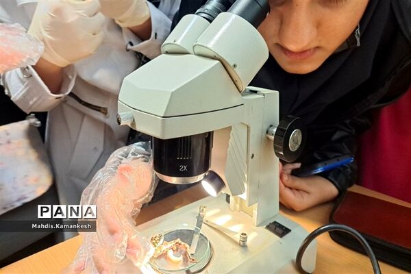 کارگاه آناتومی و تشریح حیوانات آزمایشگاهی در پاکدشت
