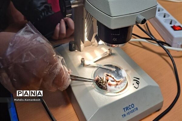 کارگاه آناتومی و تشریح حیوانات آزمایشگاهی در پاکدشت
