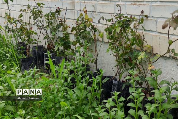 آیین نمادین درختکاری در مدارس کارون