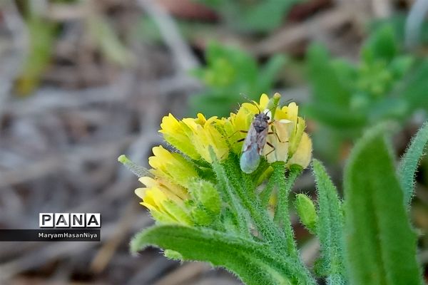 طبیعت اولین چیزی است که مژده آمدن بهار را به ما می‌دهد