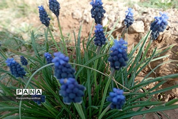 طبیعت اولین چیزی است که مژده آمدن بهار را به ما می‌دهد