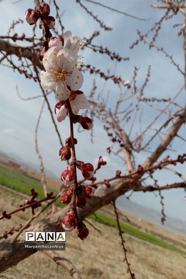 طبیعت اولین چیزی است که مژده آمدن بهار را به ما می‌دهد