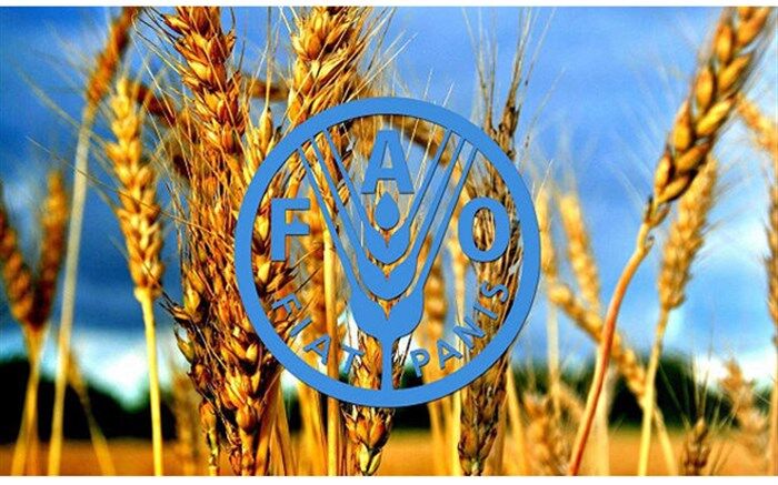 رشد ۲۶ درصدی تولید غلات ایران در ۲۰۲۲