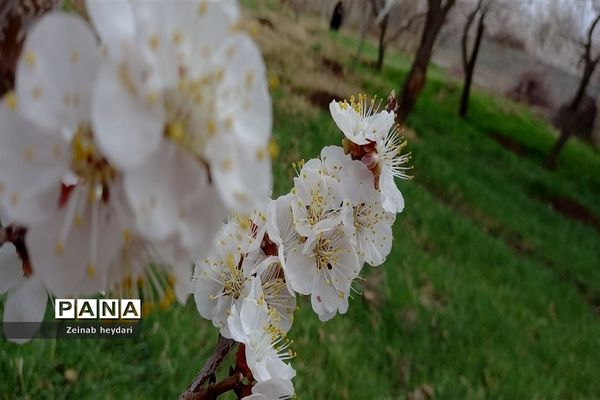 شکوفه های بهاری بر قامت درختان خوشنام ملارد