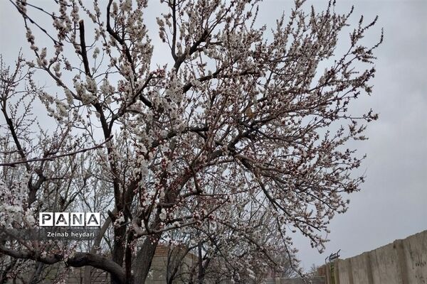 شکوفه های بهاری بر قامت درختان خوشنام ملارد