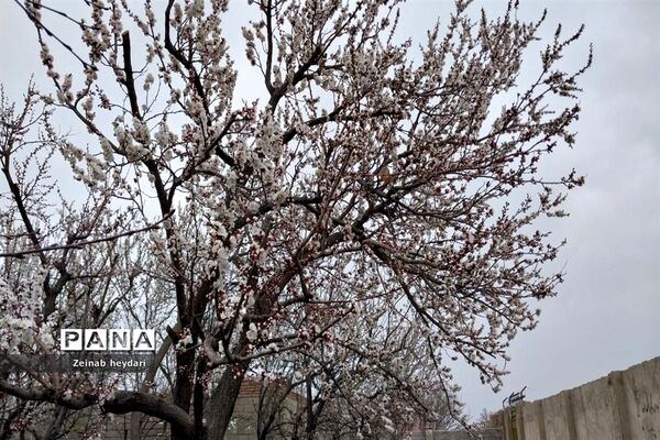 شکوفه های بهاری بر قامت درختان خوشنام ملارد