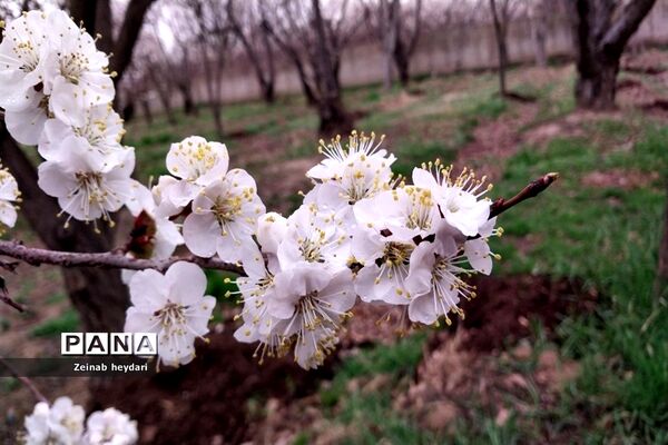 شکوفه های بهاری بر قامت درختان خوشنام ملارد
