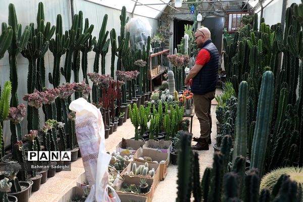 بازار بهاری گل و گیاه در آستانه نوروز